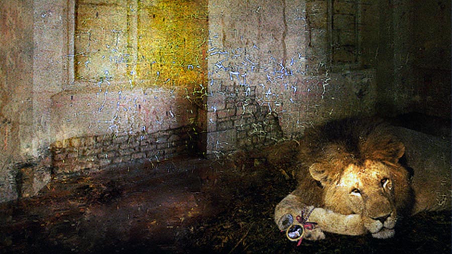 The Lion in Love an Aesop Fable